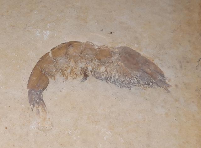 Franconipenaeus meyeri OPPEL 1862 - Bild © FossNet FossilienStore